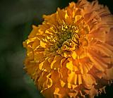 Fading Flower Of Fall_00258